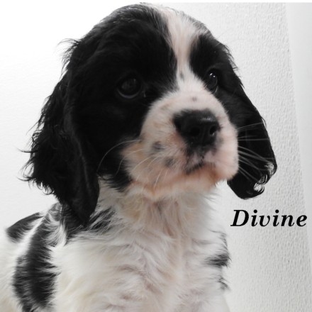 puppy, for, sale, Cockilier, Joe & Cherri  Overlease, dog, breeder, Miller, MO, dog-breeder, puppy-for-sale, forsale, nearby, find, puppyfind, locator, puppylocator, aca